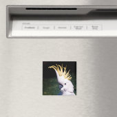 Aimant de Cockatoo à poitrine de soufre (In Situ (Lave-vaisselle))