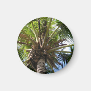 Aimant de cocotier