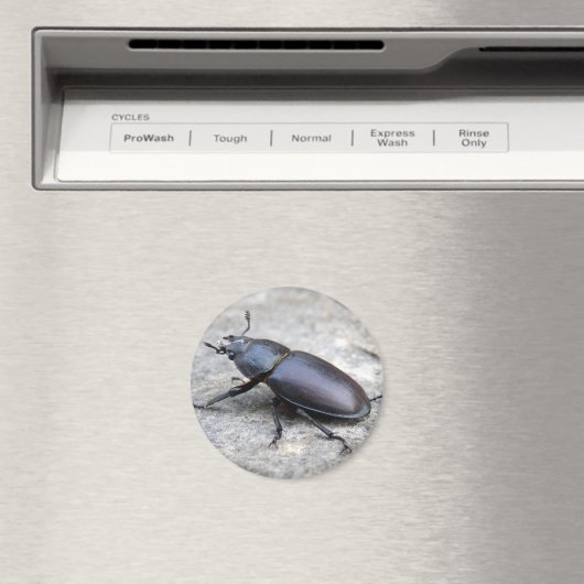 Aimant de coléoptère de stade (In Situ (Lave-vaisselle))