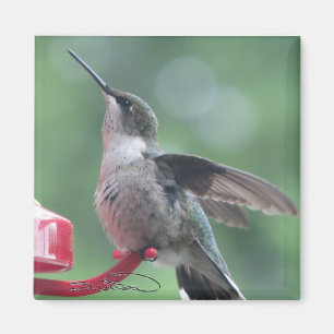 Aimant de colibri