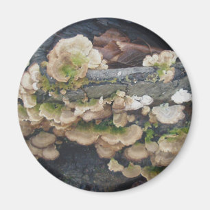 Aimant de colonie du champignon Shelf