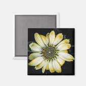 Aimant de confleur jaune en fleur de miel (Recto/Verso)