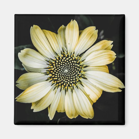 Aimant de confleur jaune en fleur de miel (Devant)
