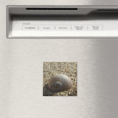 Aimant de coque de mer (In Situ (Lave-vaisselle))
