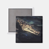 Aimant de crocodile caïman (Recto/Verso)