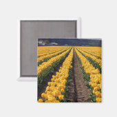 aimant de cuisine tulipes (Recto/Verso)