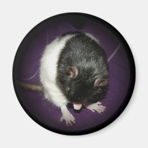 Aimant de cutie de rat