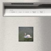 Aimant de cygne (In Situ (Lave-vaisselle))