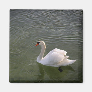Aimant de cygne