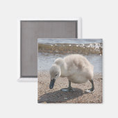 Aimant de cygne animal bébé (Recto/Verso)