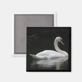 Aimant de cygne blanc gracieux (Recto/Verso)