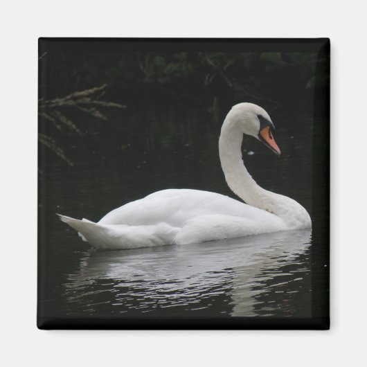 Aimant de cygne blanc gracieux (Devant)