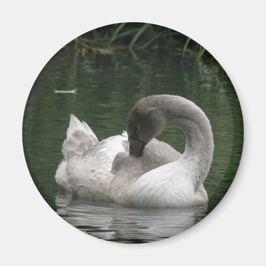 Aimant de cygne dormant (Devant)