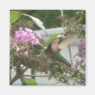 Aimant de danse de colibri