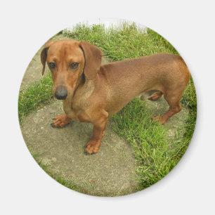 Aimant de Daschund