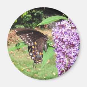 Aimant de ~ de papillon de Spicebush
