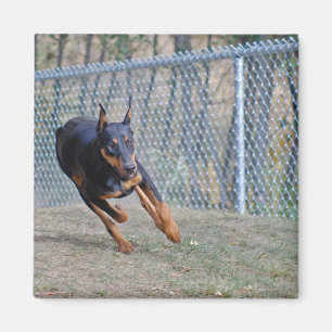 aimant de dobermann