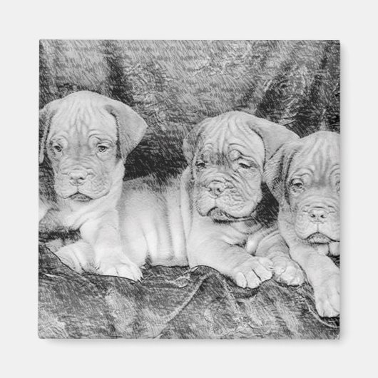 Aimant de Dogue de bordeaux (Devant)