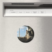 aimant de fenêtre stella (In Situ (Lave-vaisselle))