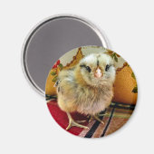 Aimant de ferme de poussins pour bébé (Recto/Verso)