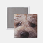 Aimant de fermeture de la face du chiot (Recto/Verso)