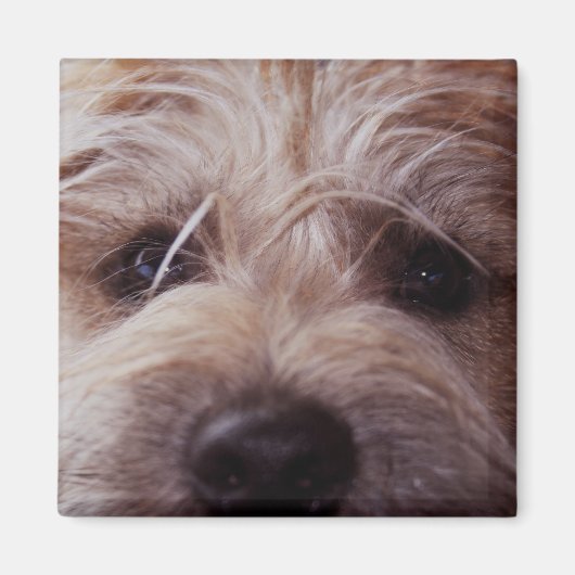 Aimant de fermeture de la face du chiot (Devant)