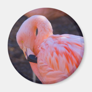 Aimant de Flamant rose