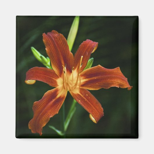 Aimant de flamme du jardin (Devant)
