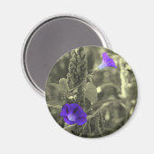 Aimant de fleur blanche de noir de gloires de (Recto/Verso)