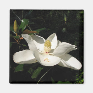 Aimant de fleur de magnolia