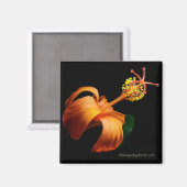 Aimant de fleur d'hibiscus hawaïen Kokio (Recto/Verso)