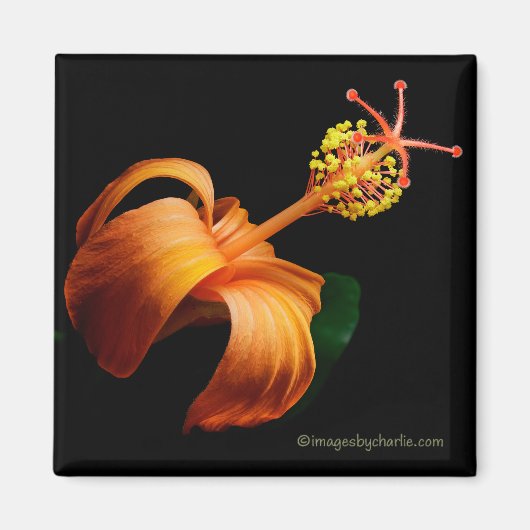 Aimant de fleur d'hibiscus hawaïen Kokio (Devant)