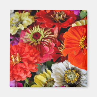 Aimant de fleurs dahlia colorées