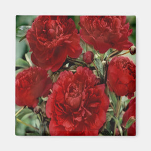 Aimant de fleurs de carnation rouge