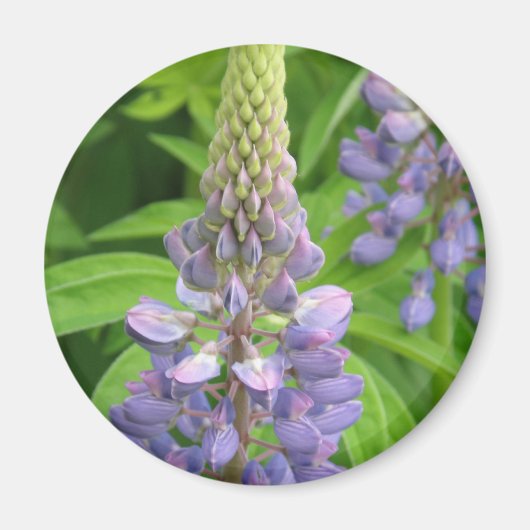 Aimant de fleurs de lupine violet (Devant)