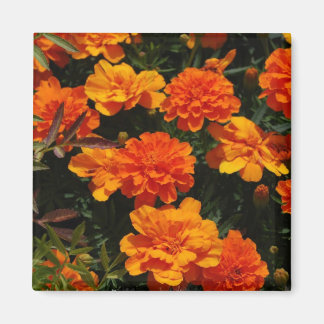 Aimant de Fleurs de Marigold orange