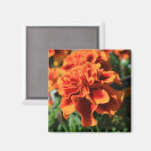 Aimant de Fleurs de Marigold orange (Recto/Verso)