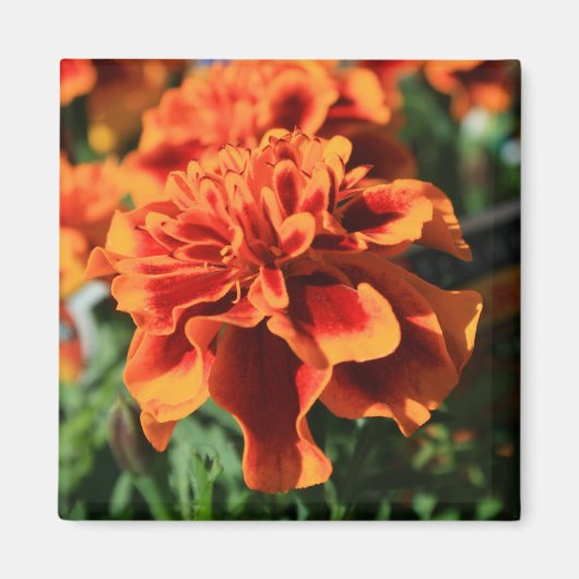 Aimant de Fleurs de Marigold orange (Devant)