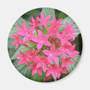 Aimant de fleurs tropicales rose vif