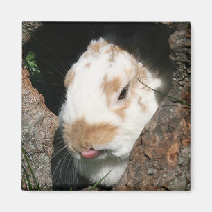 Aimant de fumisterie de lapin