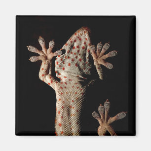 Aimant de Gekko d'escalade