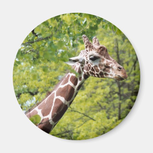 Aimant de girafe (Devant)