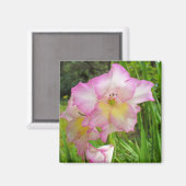 Aimant de Gladiola (Recto/Verso)