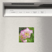 Aimant de Gladiola (In Situ (Lave-vaisselle))