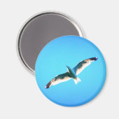 aimant de goéland (Recto/Verso)