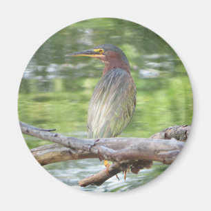Aimant de Green Heron