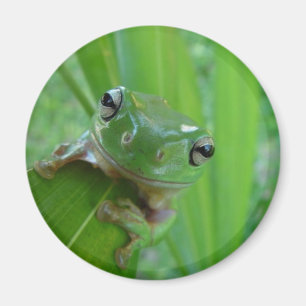 Aimant de grenouille