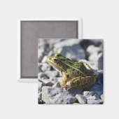 Aimant de grenouille (Recto/Verso)