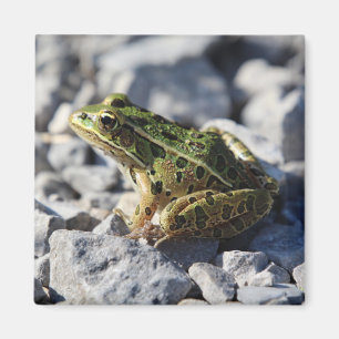 Aimant de grenouille