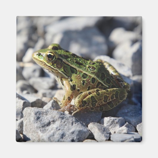 Aimant de grenouille (Devant)